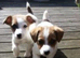 Jack russell pups