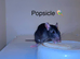 Beautiful mixed gender baby rats