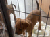 American Bulldog X Bullmastiff