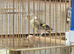 Goldfinch mule