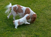 Tri and blenheim pups
