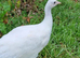 Peafowl poults, peacocks and peahens for sale