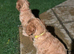 Cockerpoo pups ready now. Caramel colour