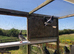 6 Racing pigeons for sale