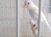 irish fancy canaries