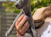 Whippet x Italian Greyhound