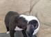 1 beautiful pup looking for their forever home