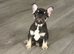 french bulldog ready for a loving home