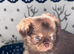 Chihuahua puppies from health tested parents