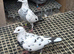 Racing pigeons Grizzle