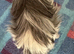 Peruvian magpie colour boar 5 mths