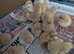 Pure buff Orpington chicks