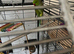 Green Ringneck adult male.