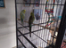 Two budgies for sale