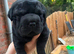Shar Pei mix for sale