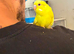 Super Hand tame baby budgies