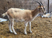 Boer cross nanny for sale