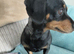 Miniature dachshund puppies