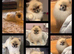 Pomeranian puppies