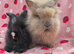 Fluffy Teddy lion head x Angora ☆8weeks ready now