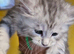 3 silver male kittens