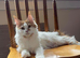 Maine Coon Kittens