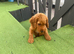 Cocker spaniel puppy&rsquo;s for sale
