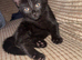 1 male kitten still available