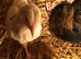 Happy healthy 7 week old pullets