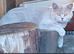 TICA inoculated beautiful Scottish Fold