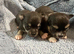 stunning chihuahuas