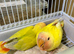 Lovebirds for sale