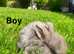 Mini lops (2 boys 1 girl)