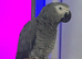 Female African grey, very talkative