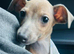 Italian Greyhound puppy