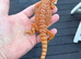 Bearded Dragons