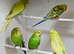 Young Baby Budgies now available for rehoming