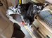 9 week old chicks for sale (only these two beauties left)
