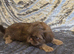 Beautiful imperial shih tzu babie girl