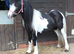 1 year cob mare