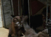 4 beautiful kittens for sale