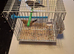 Canaries and finches