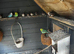 Birds for sale