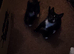 3 sweet Kittens