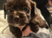cockapoo x shitzu x 6 puppies