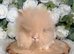 Vaccinated Double Mane Lionheads Boys & Girls - Ready Now
