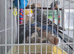 Over 12wks Budgies