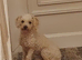 Toy maltipoo female