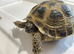 GARDEN TORTOISES Captive bred in 2024
