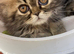 GCCF registered Pure Persian Kittens